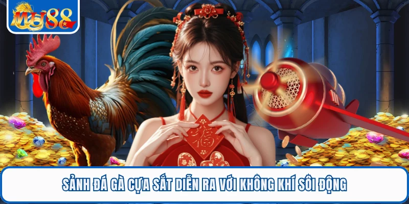 Đá Gà Cựa Sắt - Sảnh Trực Tiếp Thomo Uy Tín Nhất MU88 1 Sảnh đá gà cựa sắt diễn ra với không khí sôi động