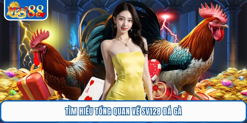 SV128 Đá Gà - Trải Nghiệm Xem Gà Trực Tuyến Tại MU88 1 Tìm hiểu tổng quan về SV128 đá gà